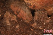 五行改名江西发现蜘蛛新物种 为研究呵叻蛛属适应区域提供依据