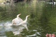 五行改名吉林：罕见白鸬鹚连续两年“故地重游”