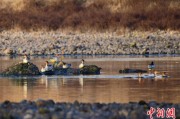 五行改名歙县完成安徽首个县域生物多样性调查 共记录物种近4千种